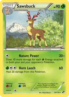 Sawsbuck 14
